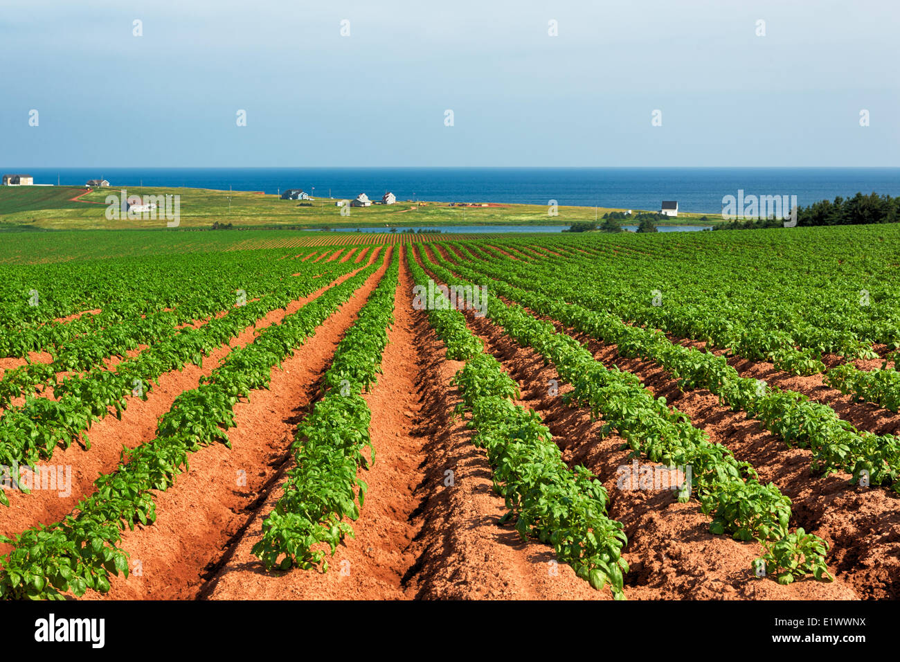 Champ de pommes de terre, Park, Prince Edward Island, Canada Banque D'Images