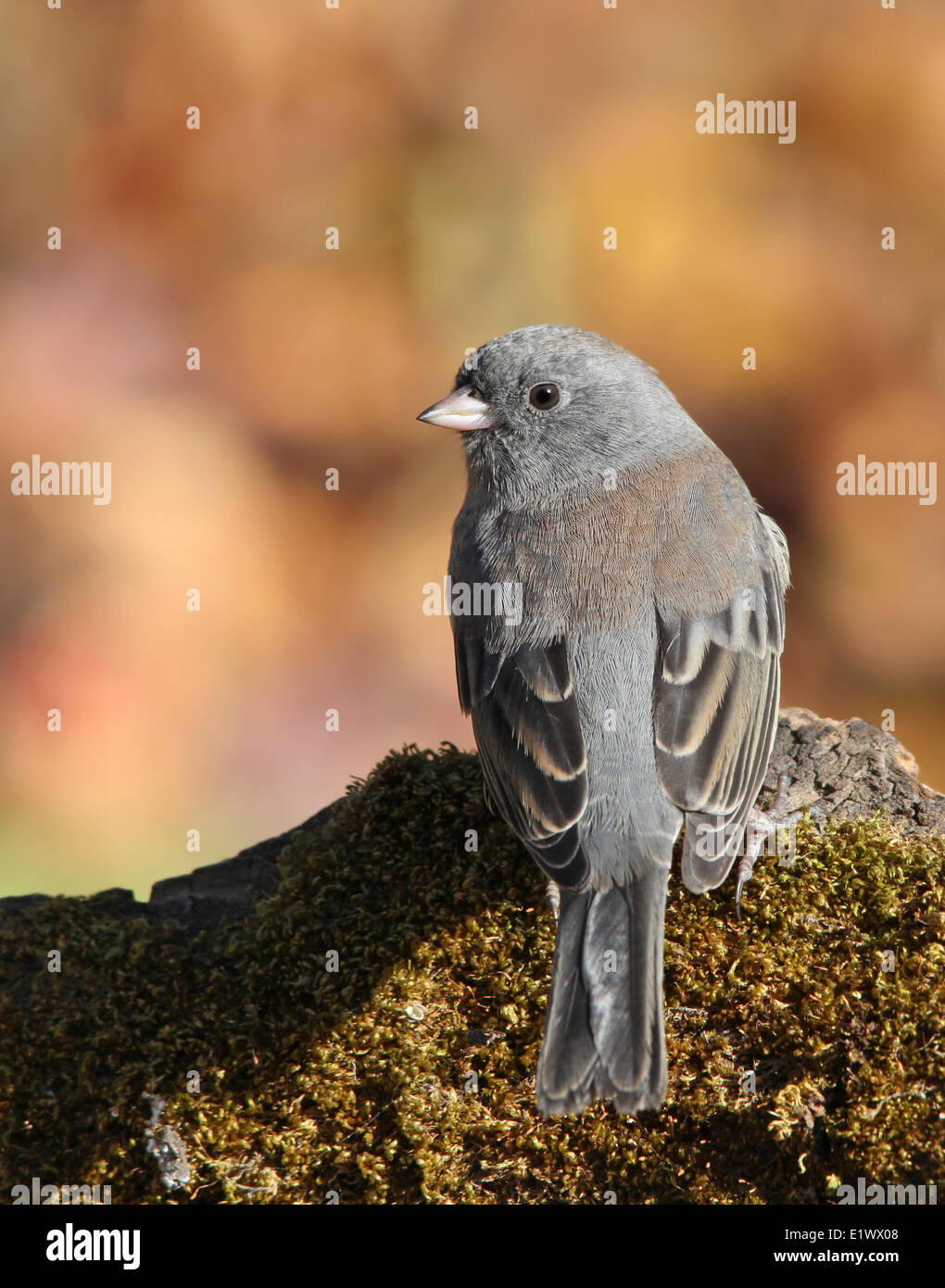 Le Junco ardoisé, Junco hyemalis, perché sur un journal moussue à l'automne, Saskatchewan, Canada Banque D'Images