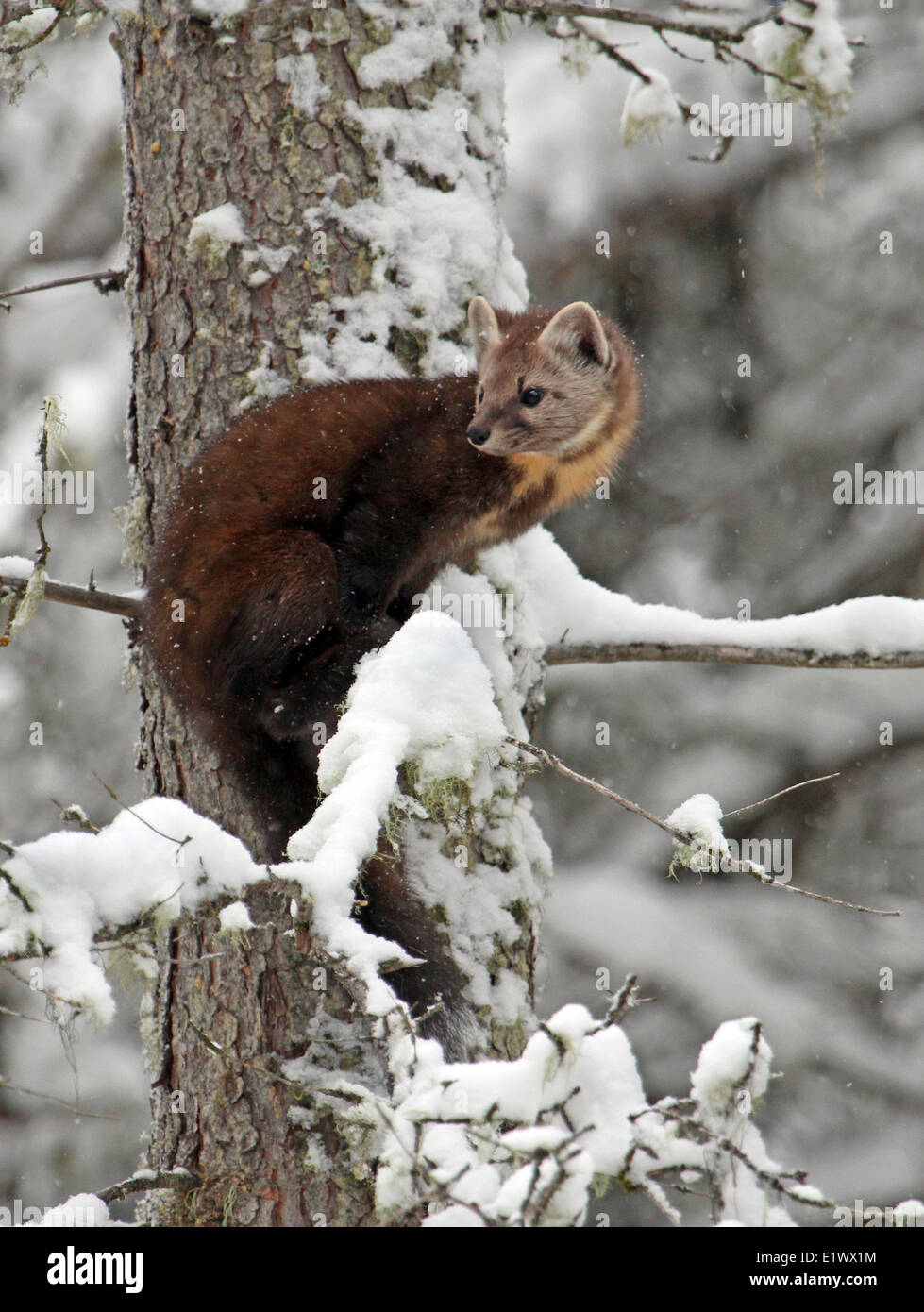 La Martre La martre (Martes americana ) , regardant d'un arbre à Banff, Alberta Banque D'Images