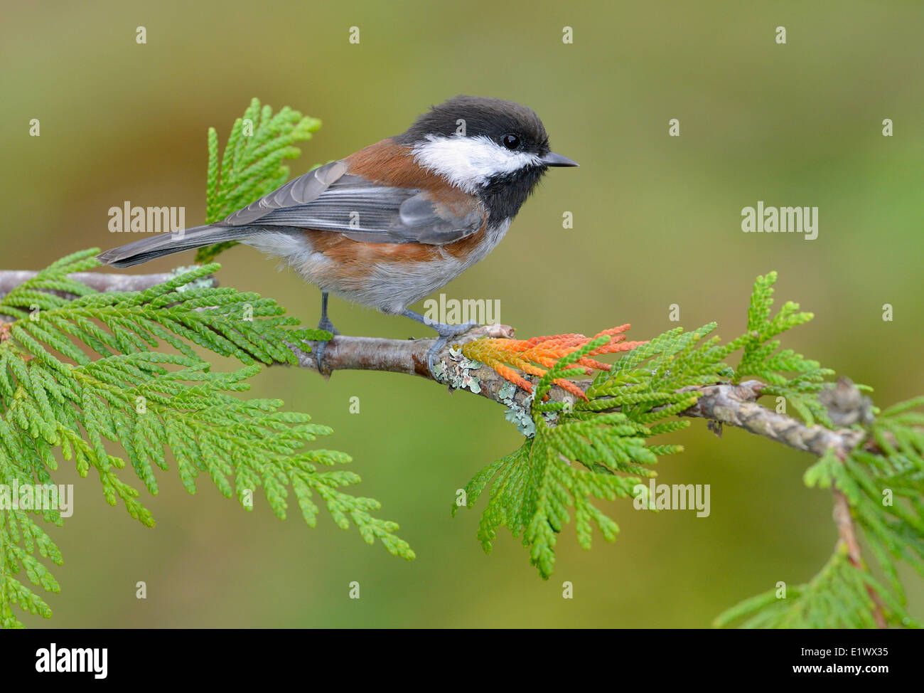 Mésange à dos sur Cedar branch - Saanich BC Banque D'Images
