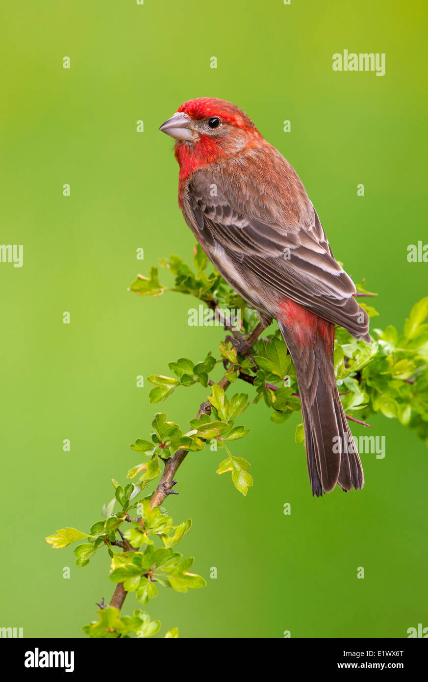 Roselin familier mâle - Saanich BC Banque D'Images