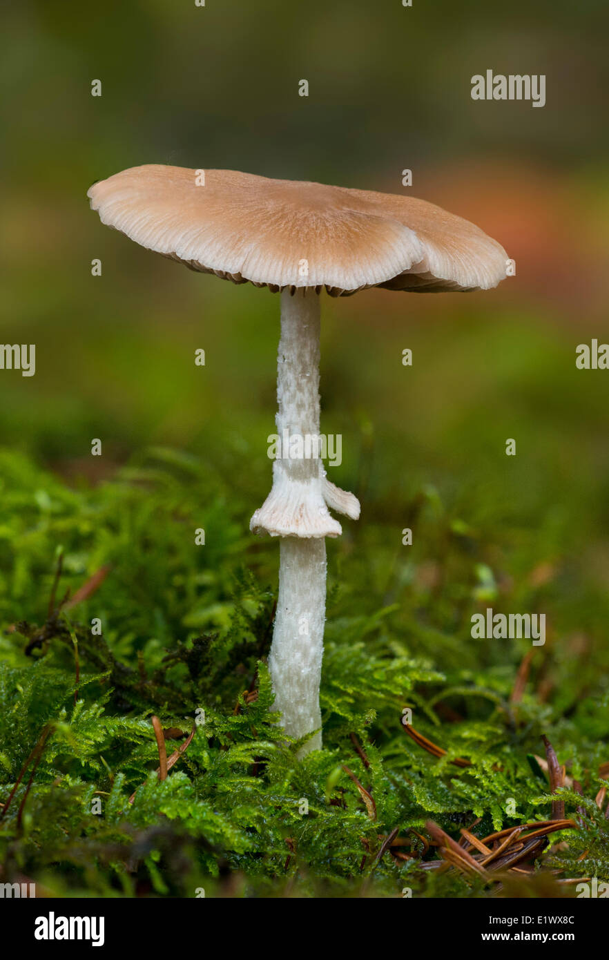 Psathyrella longistriata - champignons Beaver Lake, Victoria BC Banque D'Images