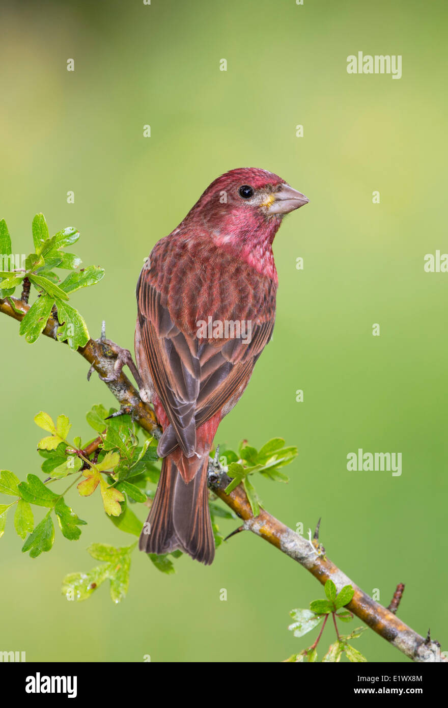 Roselin pourpré - Saanich BC Banque D'Images