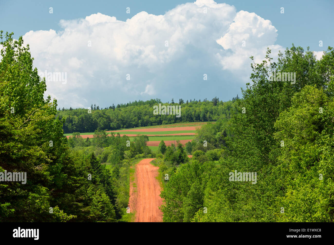 Route de campagne, la County Line Road, Prince Edward Island, Canada Banque D'Images