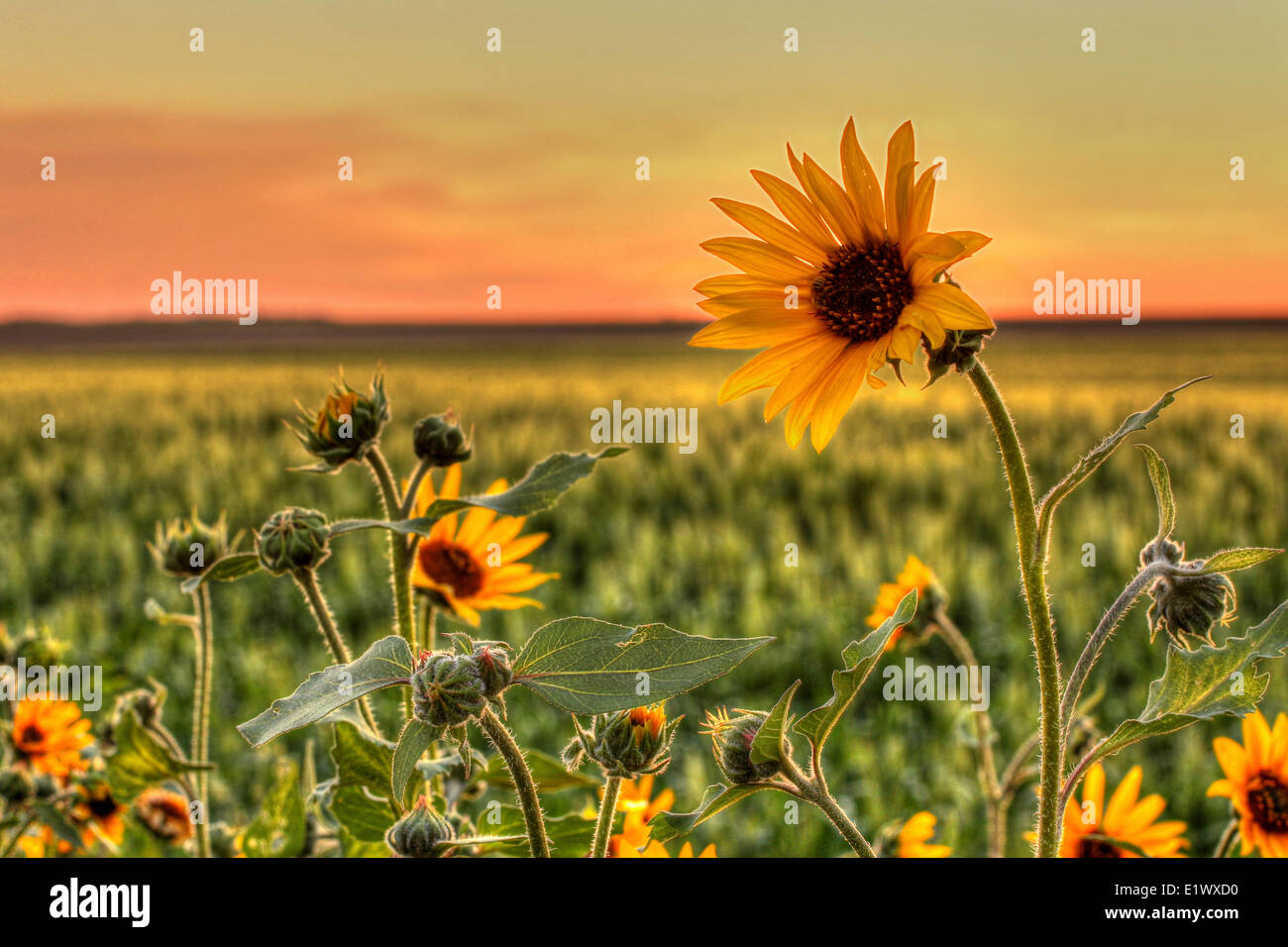 Le tournesol sauvage, le sud de la Saskatchewan, au nord de Gravelbourg, SK, Helianthus annuus, des prairies canadiennes Banque D'Images