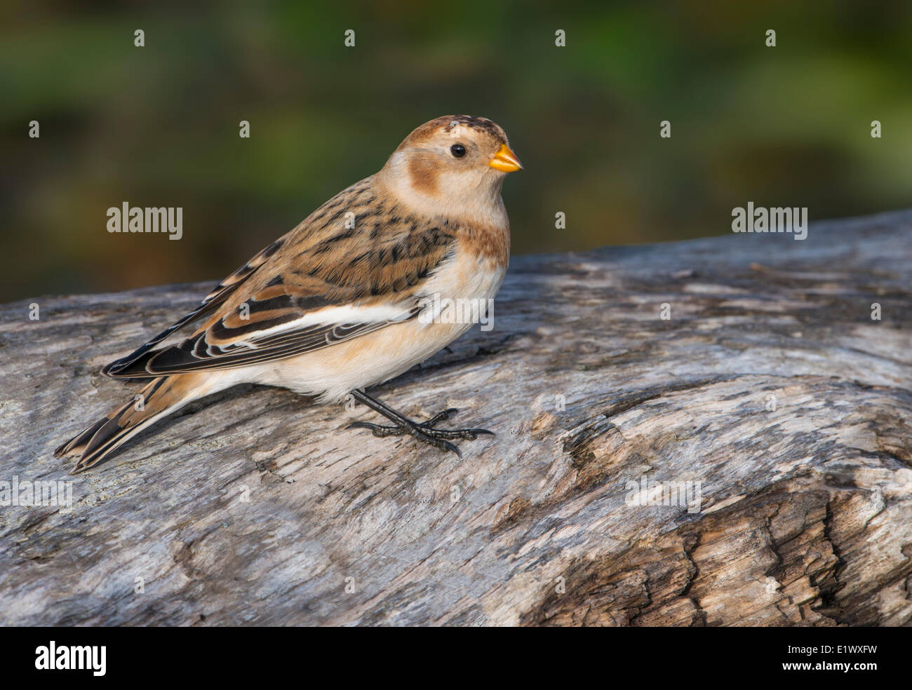 Bruant des neiges, Plectrophenax nivalis, Esquimalt Lagoon, Colwood BC Banque D'Images