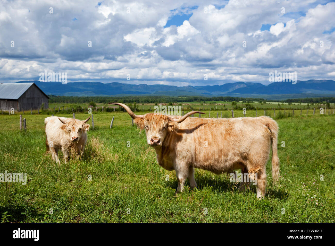 Tan Highland taureau et vache dans un pâturage à l'Caprivoix dans Charlevoix ferme' de l'arrière-pays, Québec, Canada Banque D'Images