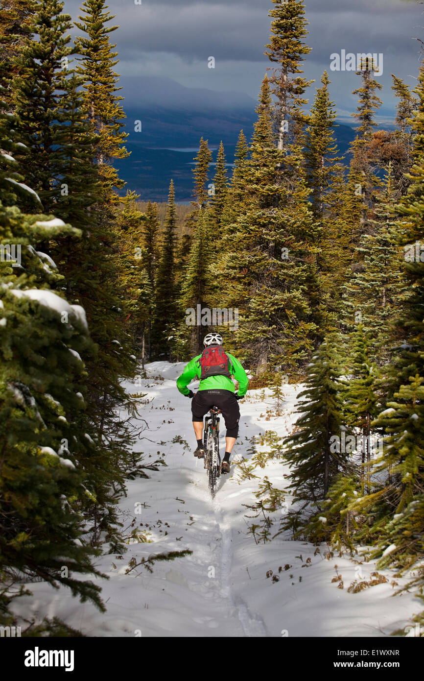 Un homme en vélo de montagne sentiers de l'incroyable de Carcross, au Yukon au cours de l'automne couleurs. Banque D'Images