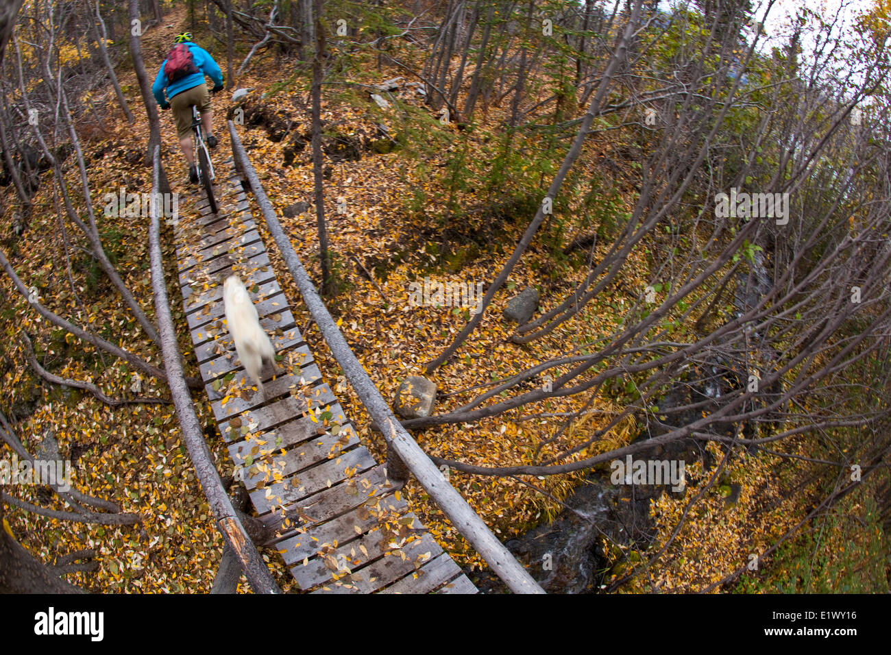 Un homme en vélo de montagne sentiers de l'incroyable de Carcross, au Yukon au cours de l'automne couleurs. Banque D'Images