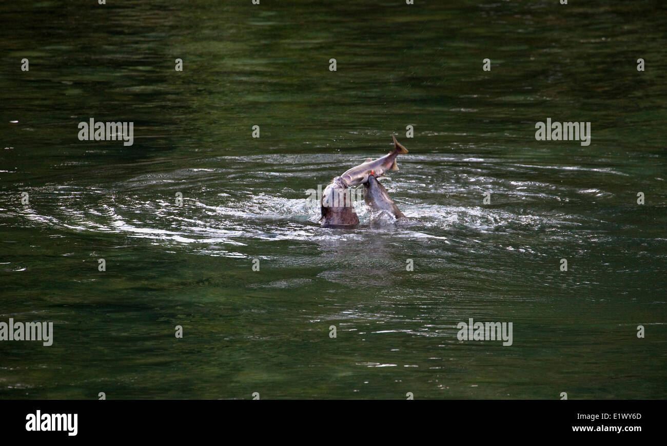 Deux des phoques communs (Phoca vitulina ) attaquer Saumon à Rainy River, Howe Sound, Sunshine Coast, en Colombie-Britannique. Banque D'Images