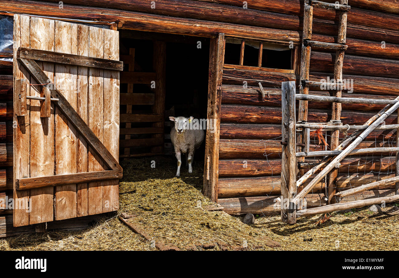 British Columbia, Canada, DÉPASSE Co-op, Horse Lake Community Farm Co-op, les moutons domestiques, grange, Banque D'Images