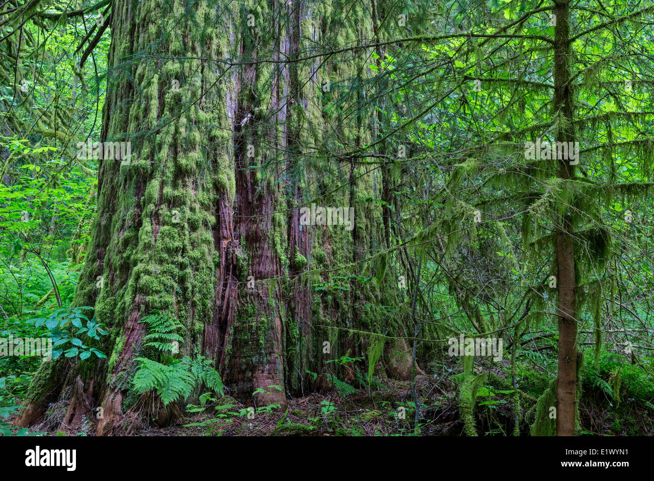 Canada Colombie-Britannique Bella Coola Valley forêt côtière du parc régional de la rivière Snootli Creek Western Red Cedar Thuja plicata Banque D'Images