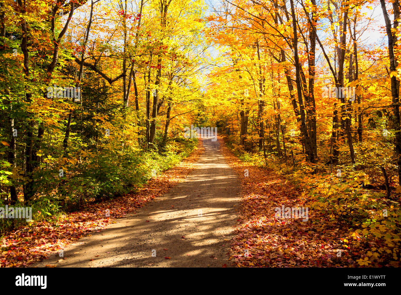 Feuillage d'automne et de l'argile road, plateau Lake, Algonquin Provincial Park, Ontario, Canada Banque D'Images