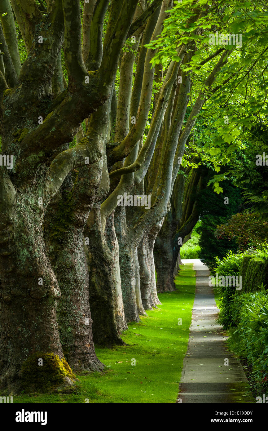 Promenade bordée d'arbres, Kerrisdale, Vancouver, British Columbia, Canada Banque D'Images