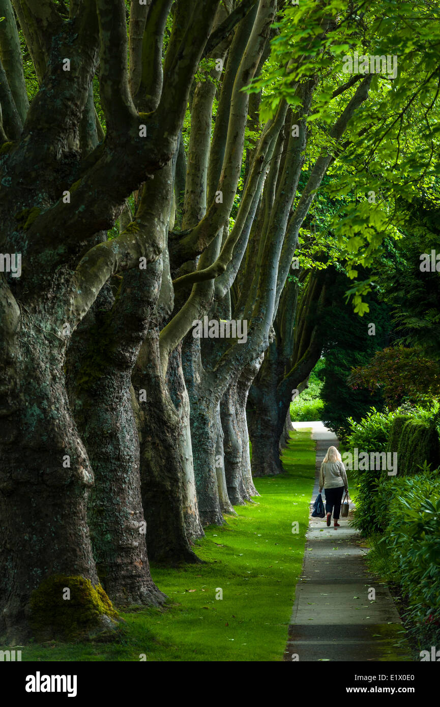 Promenade bordée d'arbres, Kerrisdale Banque D'Images
