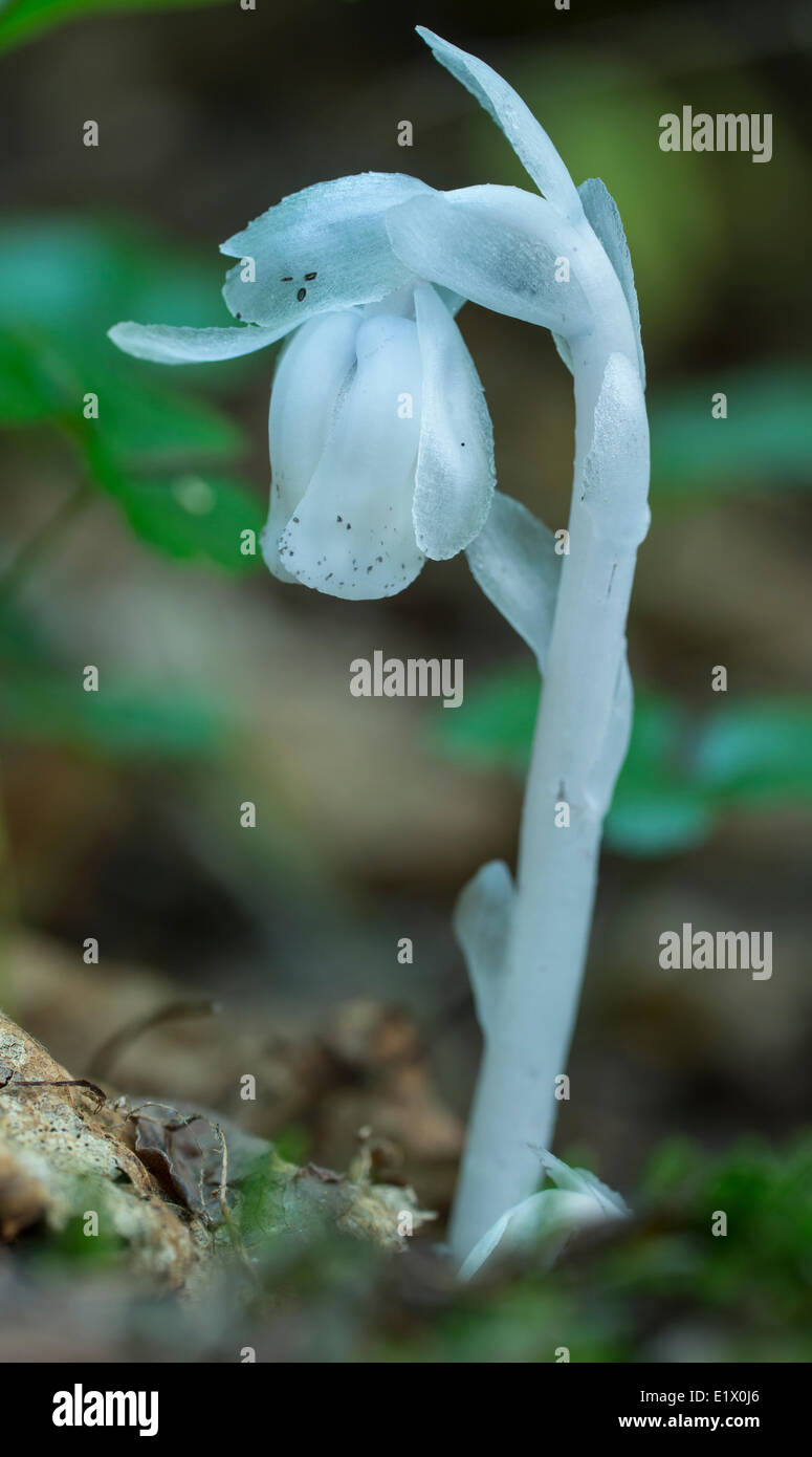 Indian Pipe, Monotropa uniflora, poussent à travers les détritus sur le sol de la forêt, de l'Ontario, Canada Banque D'Images