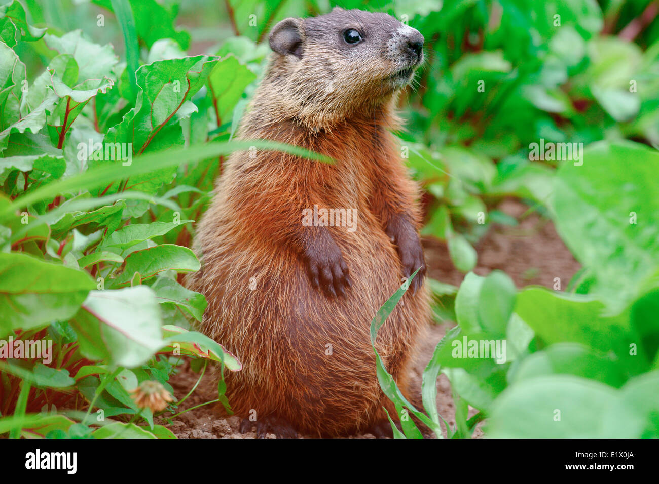 Bébé marmotte (Marmota monax) aussi connu comme un sifflet marmotte-cochon ou terre-castor dans certains domaines appartenant au groupe des grands Banque D'Images
