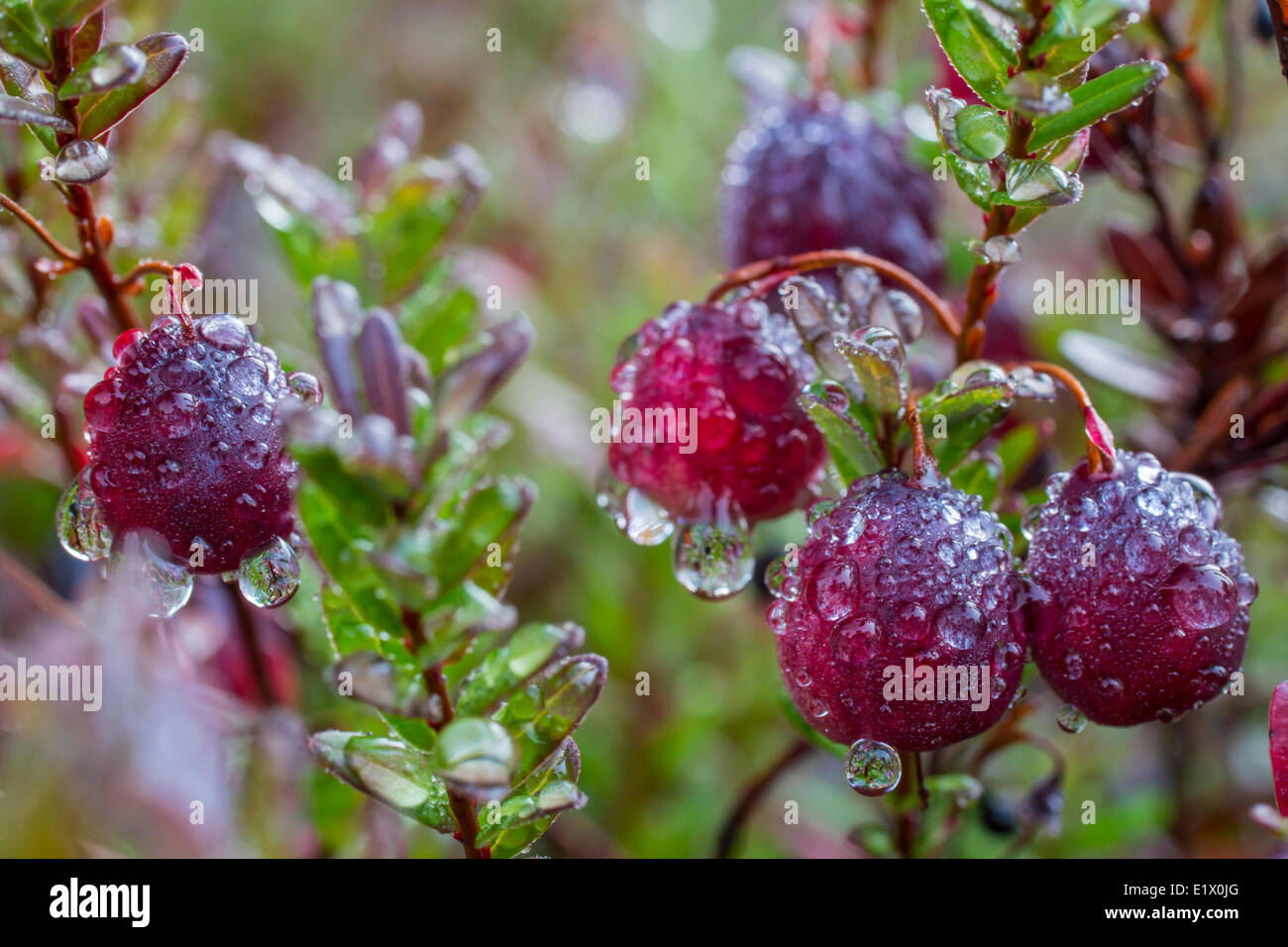 Les canneberges avec gouttes de pluie, de l'Ontario, Canada Banque D'Images