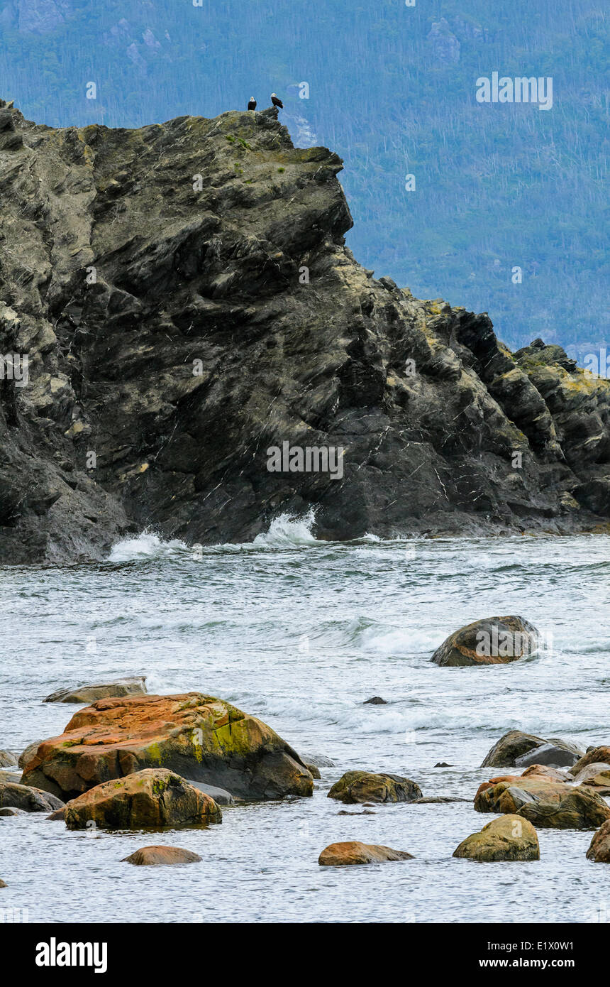 Le pygargue à tête blanche donnent sur l'océan Atlantique, le parc national du Gros-Morne, à Terre-Neuve, Canada Banque D'Images