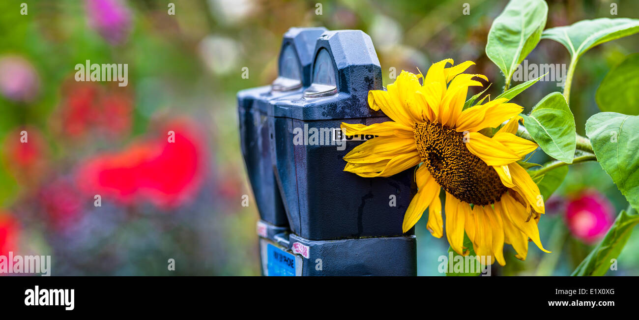 Jardin communautaire. La 6e avenue ouest et Burrrard Street, Vancouver, British Columbia, Canada Banque D'Images