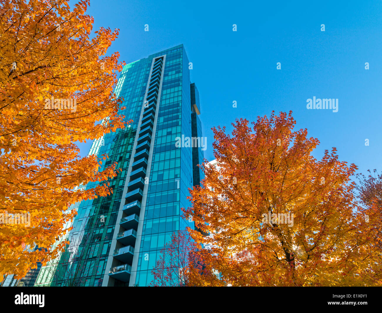 Tour de bureaux de Vancouver et les érables à l'automne, Vancouver, British Columbia, Canada Banque D'Images