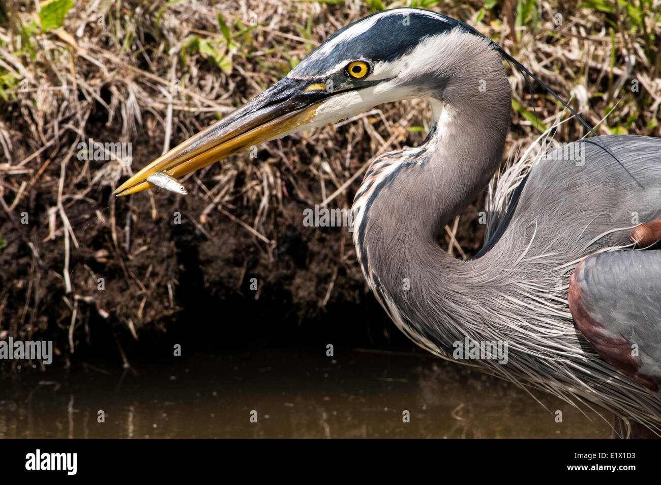 Héron avec un petit poisson dans son beek, Reifel, sanctuaire d'oiseaux, Delta, Colombie-Britannique, Canada Banque D'Images