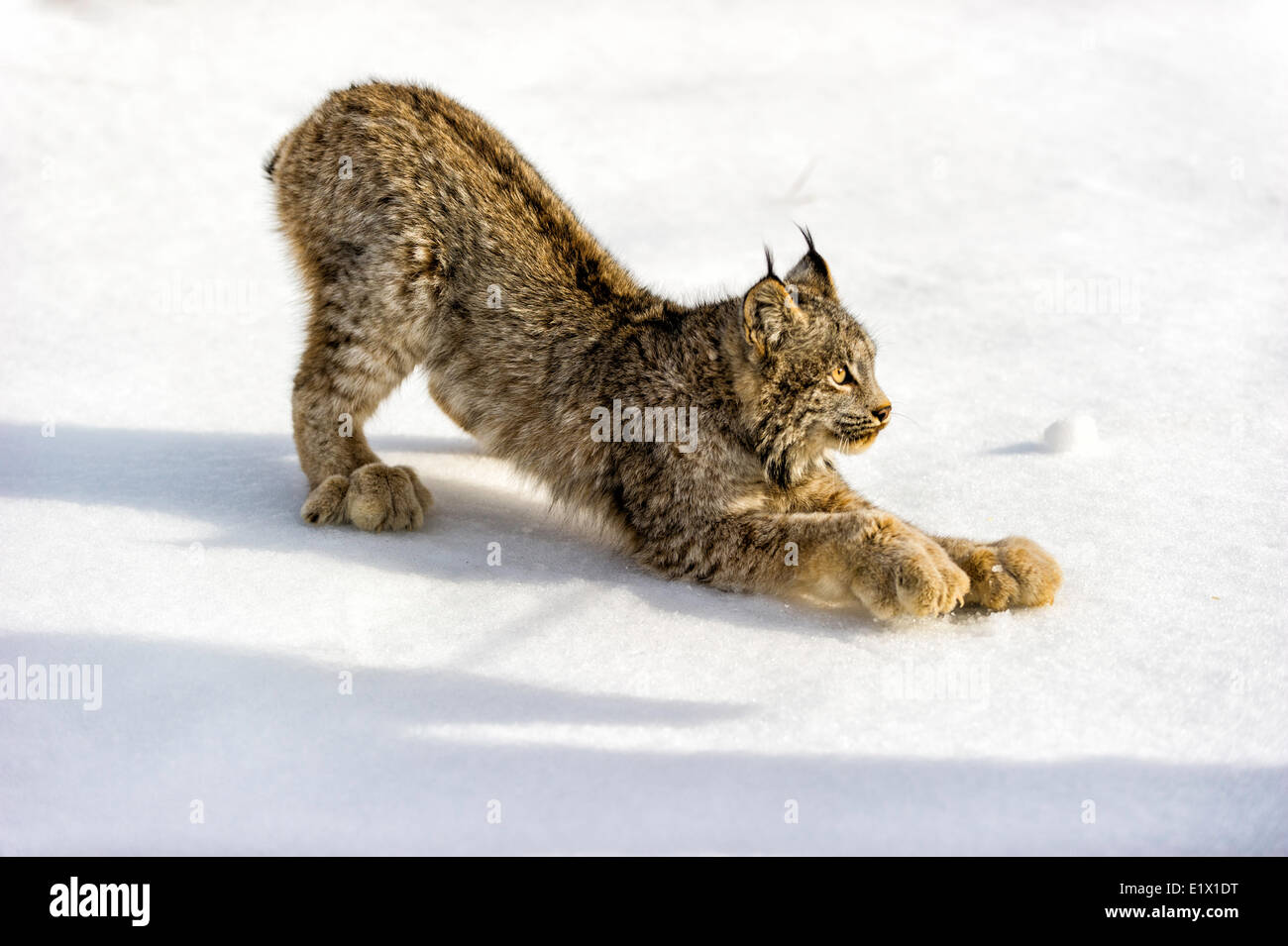 Les jeunes en captivité Lynx roux (Lynx rufus) à la fin de l'hiver de l'habitat de montagne de Bozeman, Montana, USA Banque D'Images