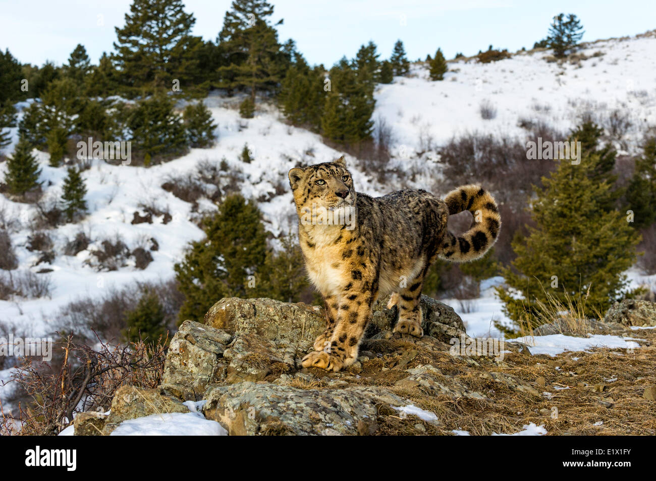 Snow Leopard (Panthera uncia Uncia uncia) ou, Bozeman, Montana, USA Banque D'Images