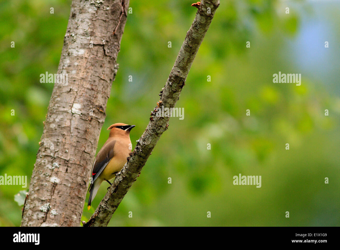 (Bombycilla cedrorum Jaseur) est un membre de la famille Bombycillidae jaseur ou famille de passereaux Banque D'Images