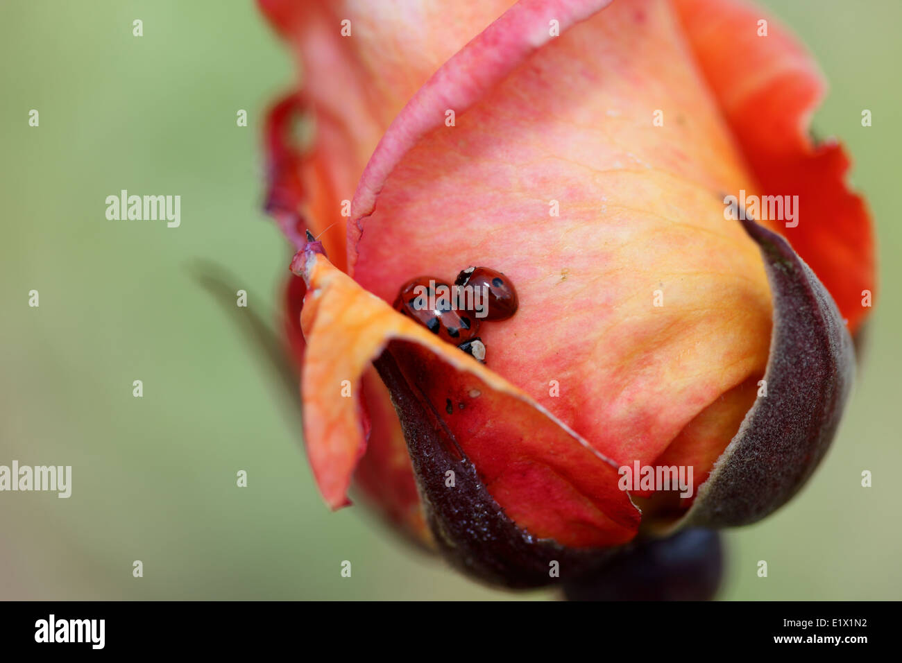 Rose avec les coccinelles Banque D'Images