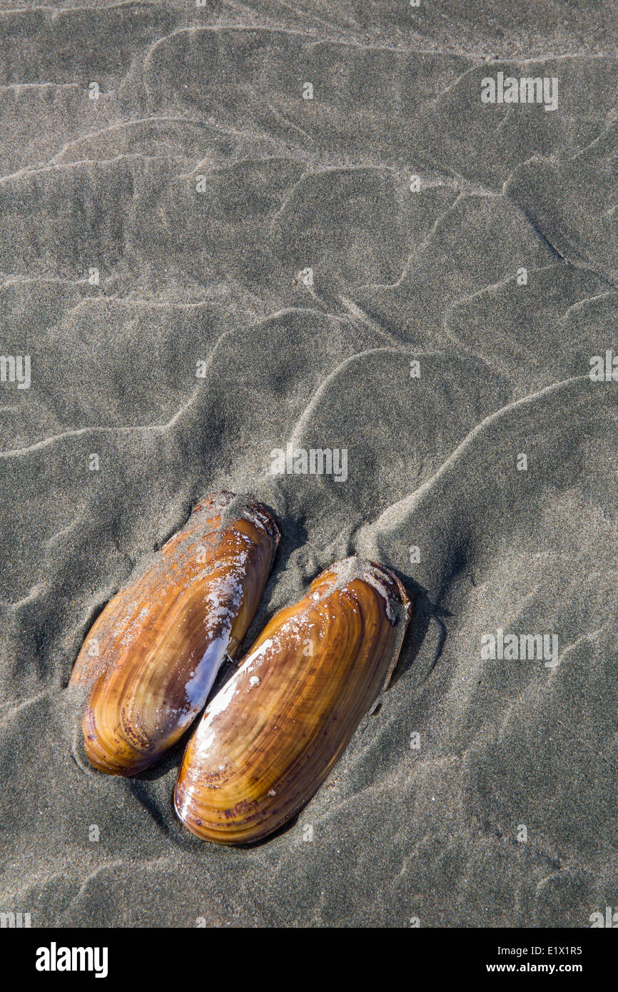 Un shell réside dans le sable sur Chesterman Beach, Tofino, Colombie-Britannique, Canada. Banque D'Images