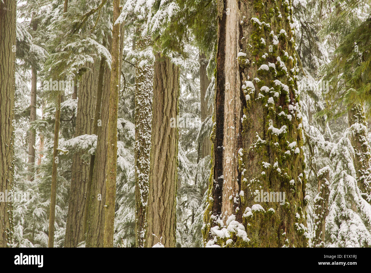 La neige a couvert le sapin de douglas (Pseudotsuga menziesii), Cathedral Grove, l'île de Vancouver, Colombie-Britannique, Canada. Banque D'Images