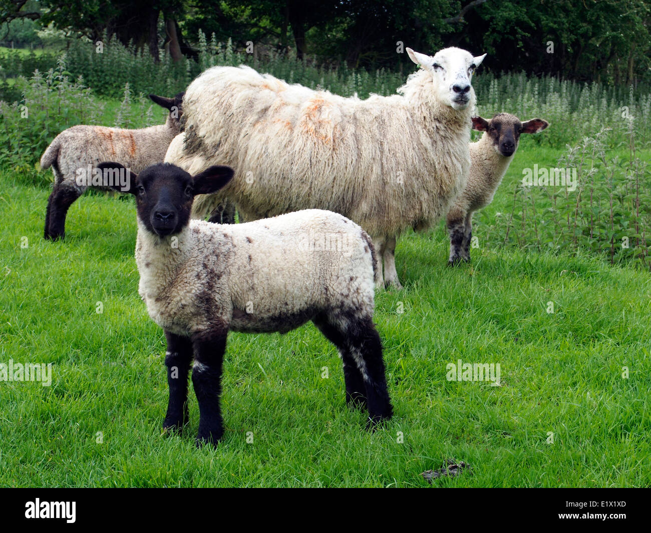 Les brebis et les agneaux de Cotswold paître dans un champ près de Broadway, Worcestershire. Banque D'Images