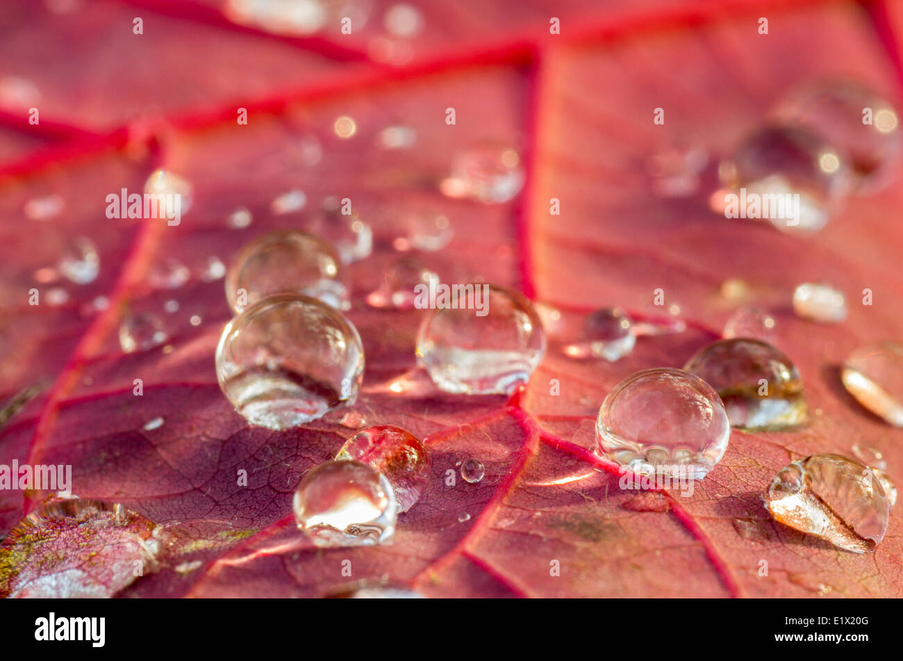 Close up de gouttes d'eau sur une feuille rouge. Banque D'Images