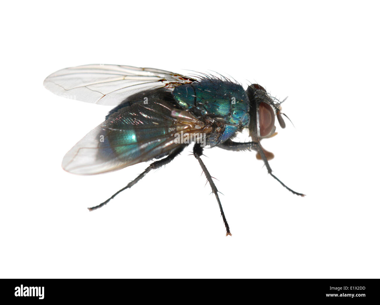 Greenbottle - Lucila caesar Banque D'Images