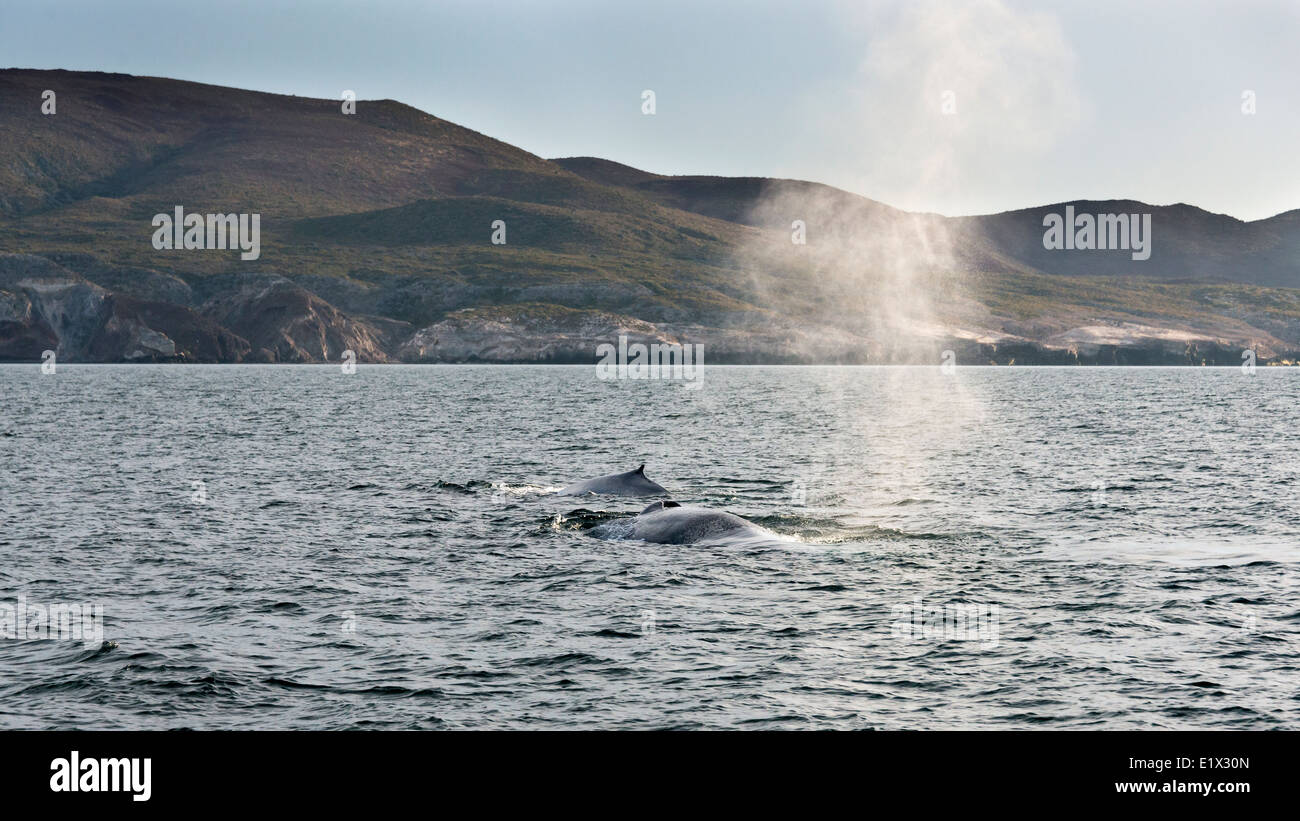 Paire de rorquals communs et baleines souffle off Isla Carmen, Mer de Cortez, Baja, au Mexique Banque D'Images
