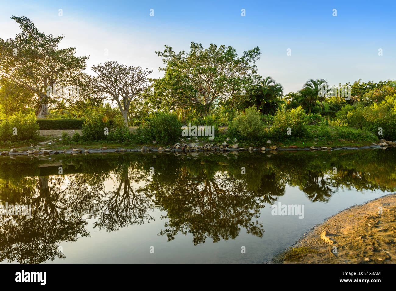 La mangrove et dans la rivière Linchun egret park, la ville de Sanya de Chine. Banque D'Images