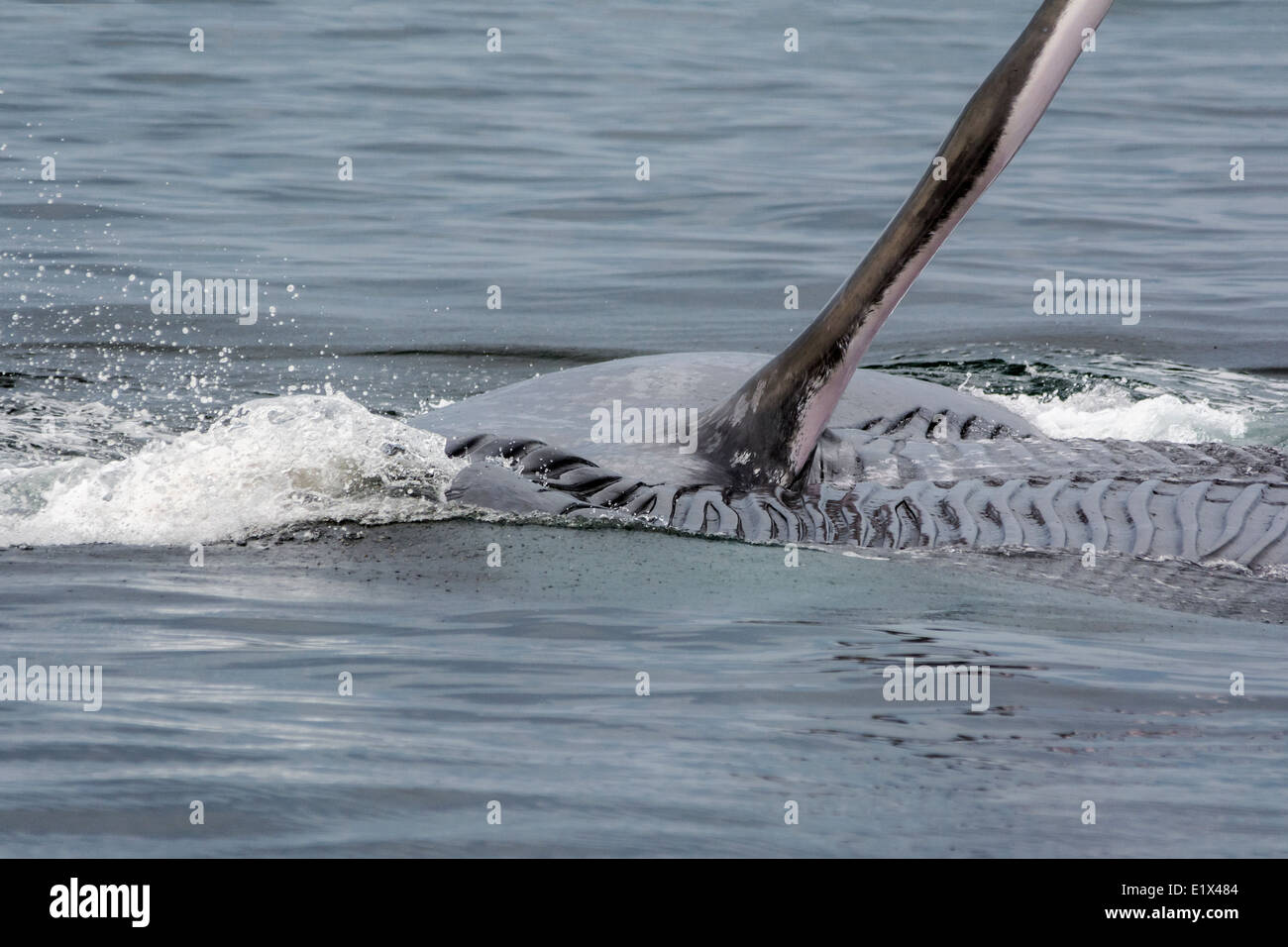 Blue Whale fluke et gorge, Mer de Cortez, Baja, au Mexique Banque D'Images