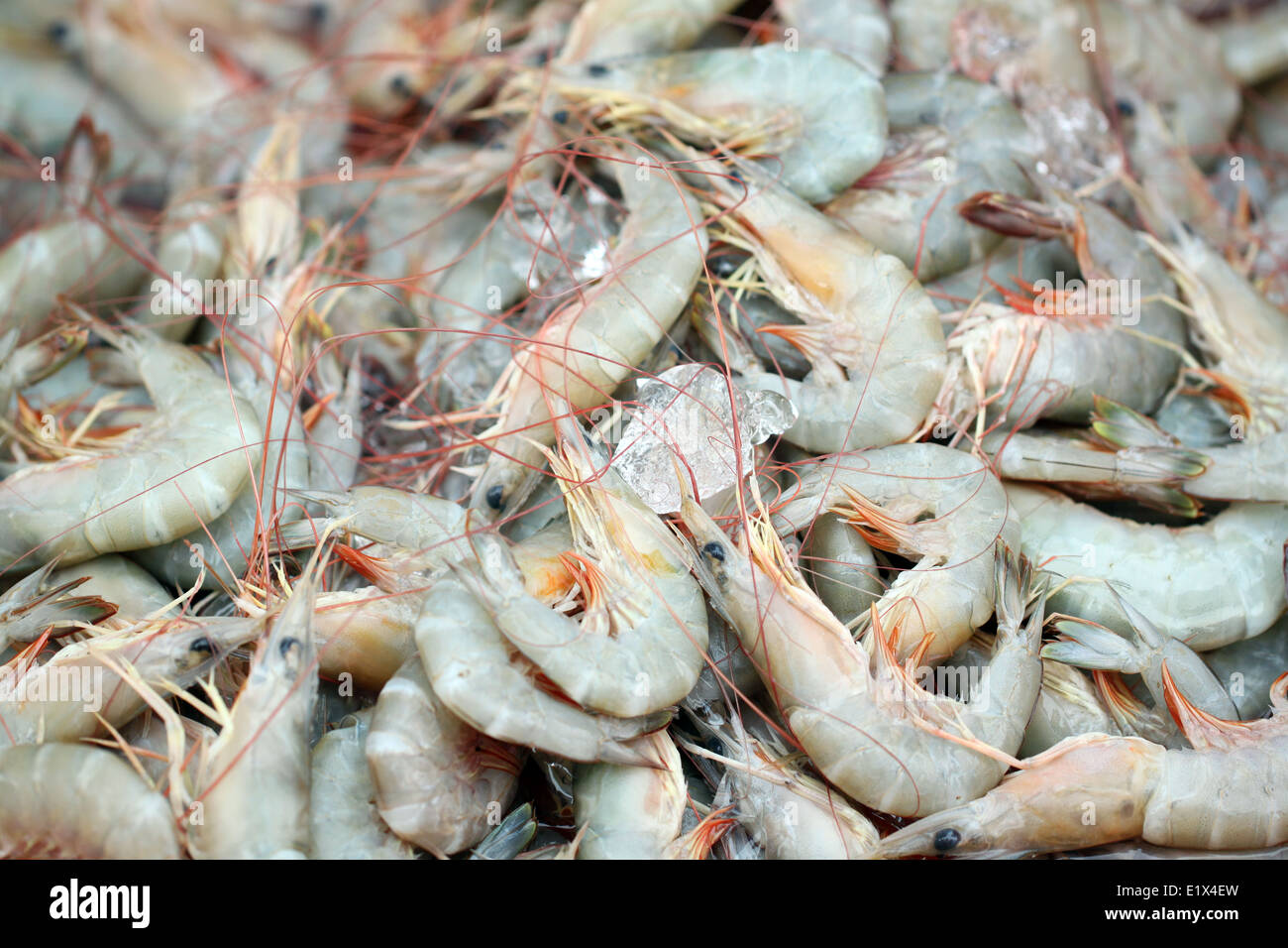 Crevettes fraîches de fruits de mer pour l'image de fond. Banque D'Images