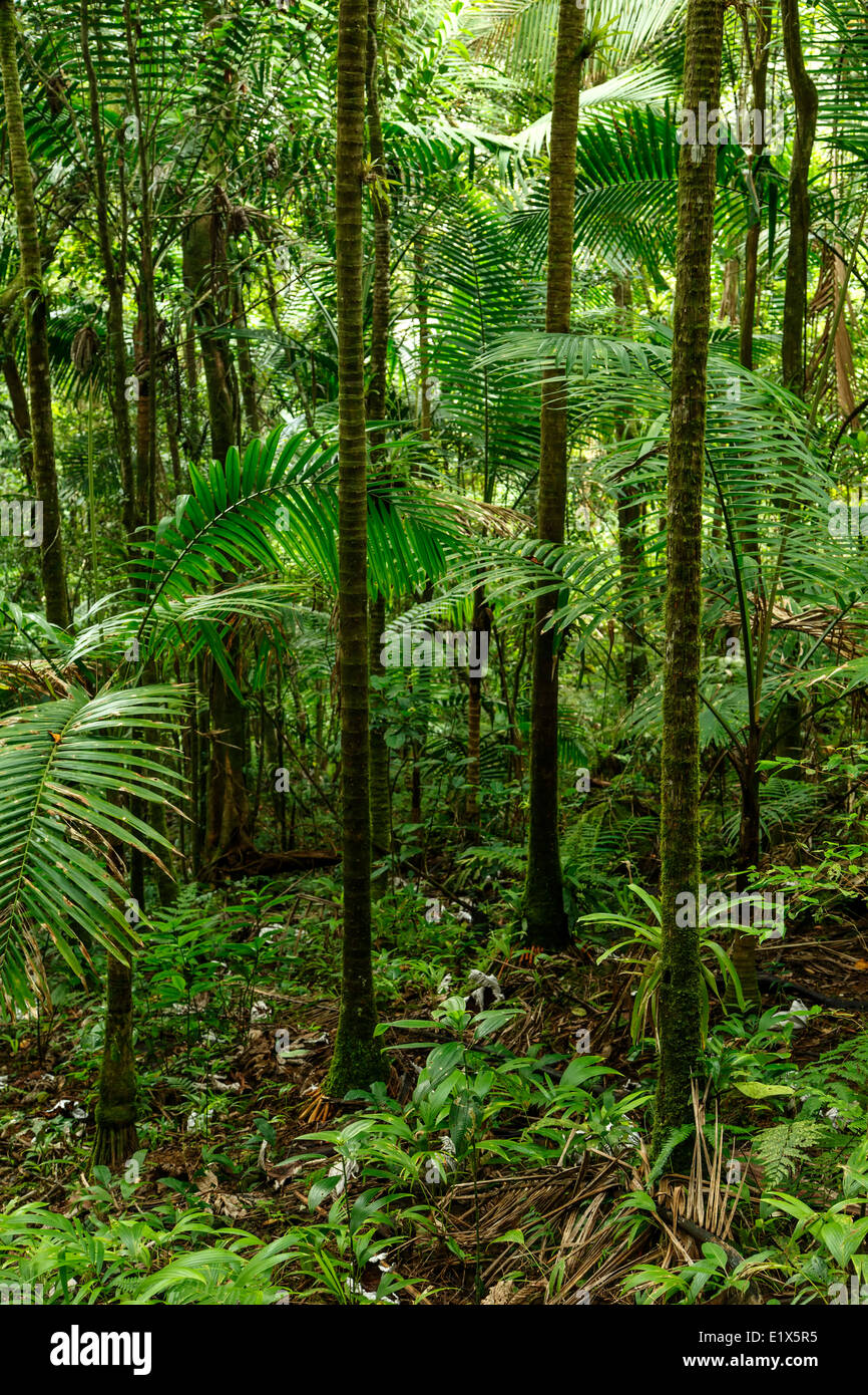 Scène de forêt, forêt nationale des Caraïbes (El Yunque rain forest), Puerto Rico Banque D'Images
