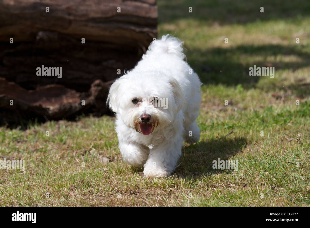 chien blanc Banque D'Images