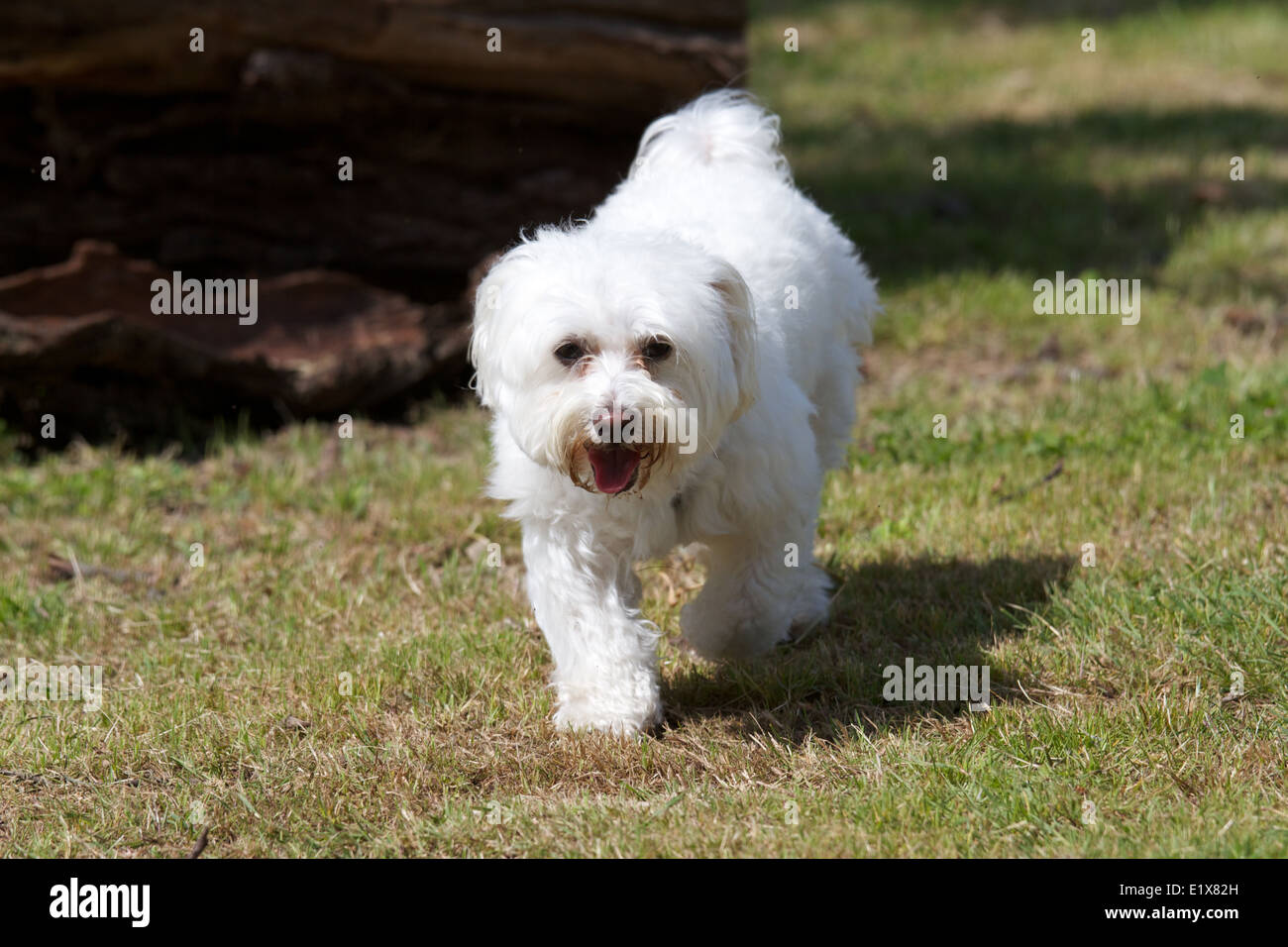 chien blanc Banque D'Images