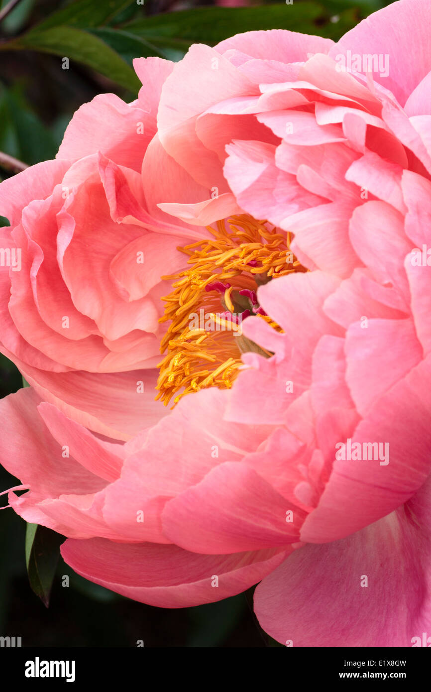 Seule fleur de la pivoine, Paeonia 'Coral Charm' Banque D'Images