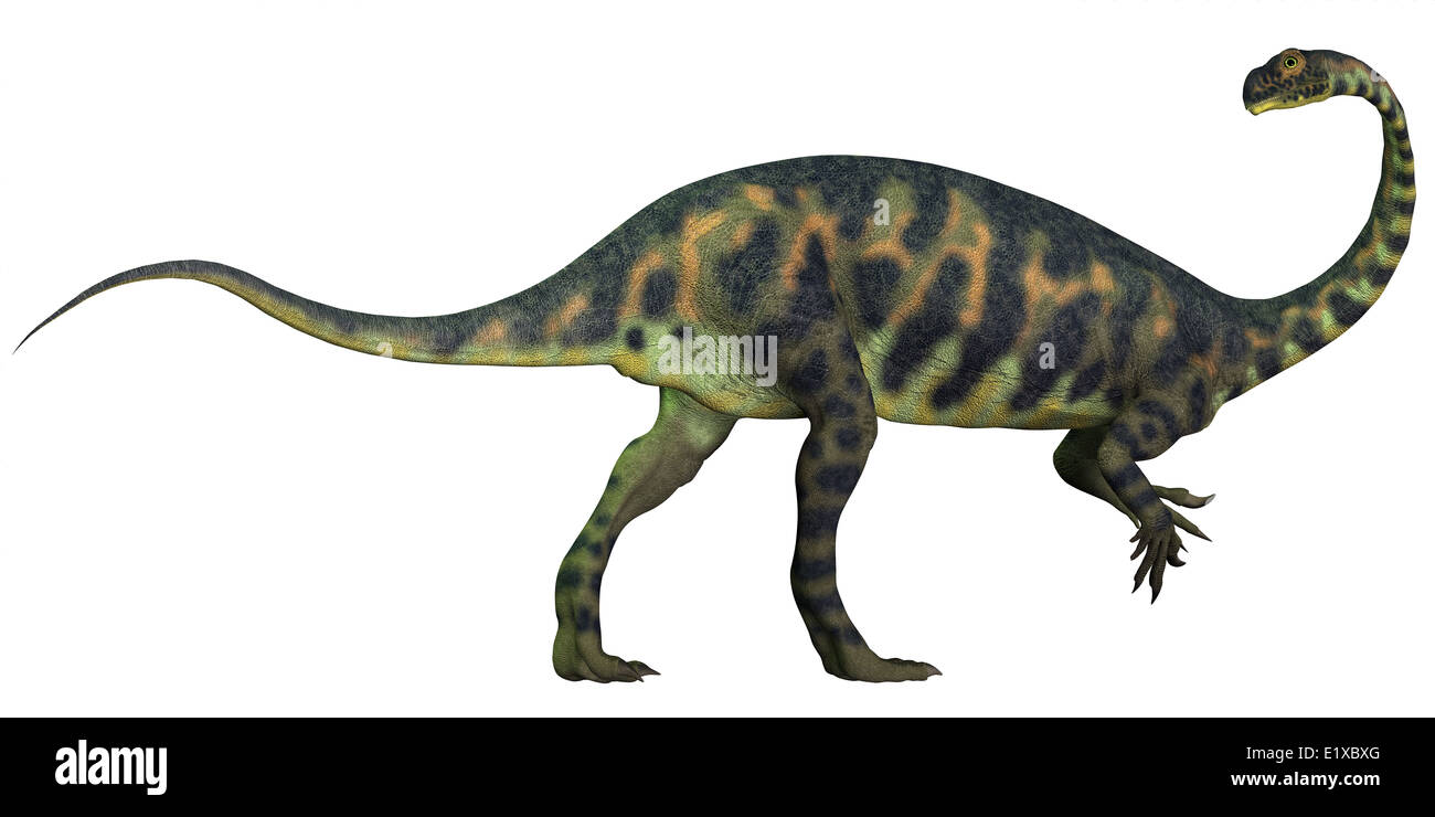 Massospondylus était un dinosaure prosauropode à partir de l'âge jurassique de l'Afrique et était un herbivore. Banque D'Images