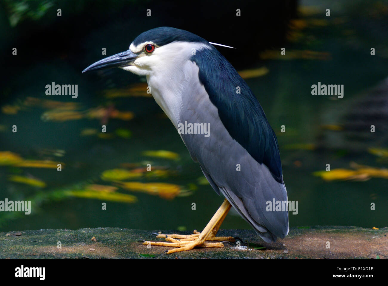 Nuit noire de l'Inde Oiseaux héron bihoreau gris vue permanent Banque D'Images