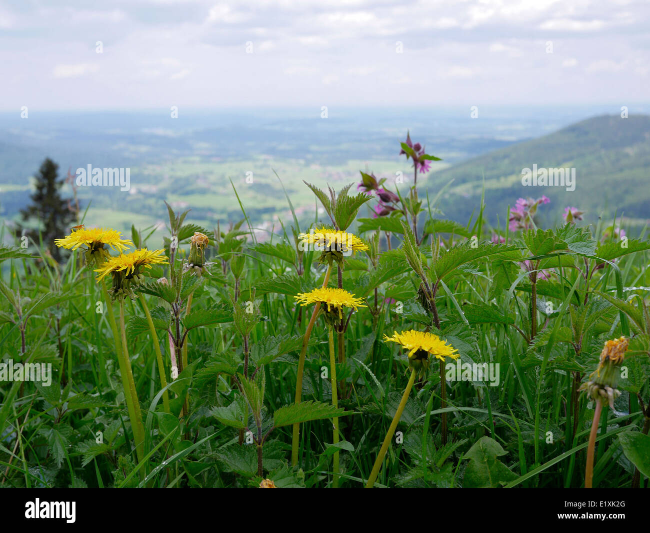 Prairie de montagne et vue sur la vallée Banque D'Images