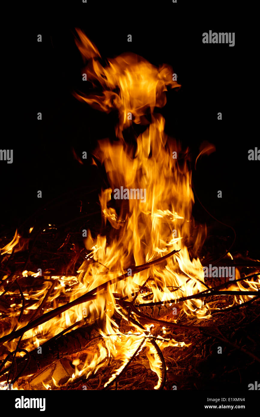 La combustion de bois d'eucalyptus dans un intense feu de camp los pellines chili Banque D'Images