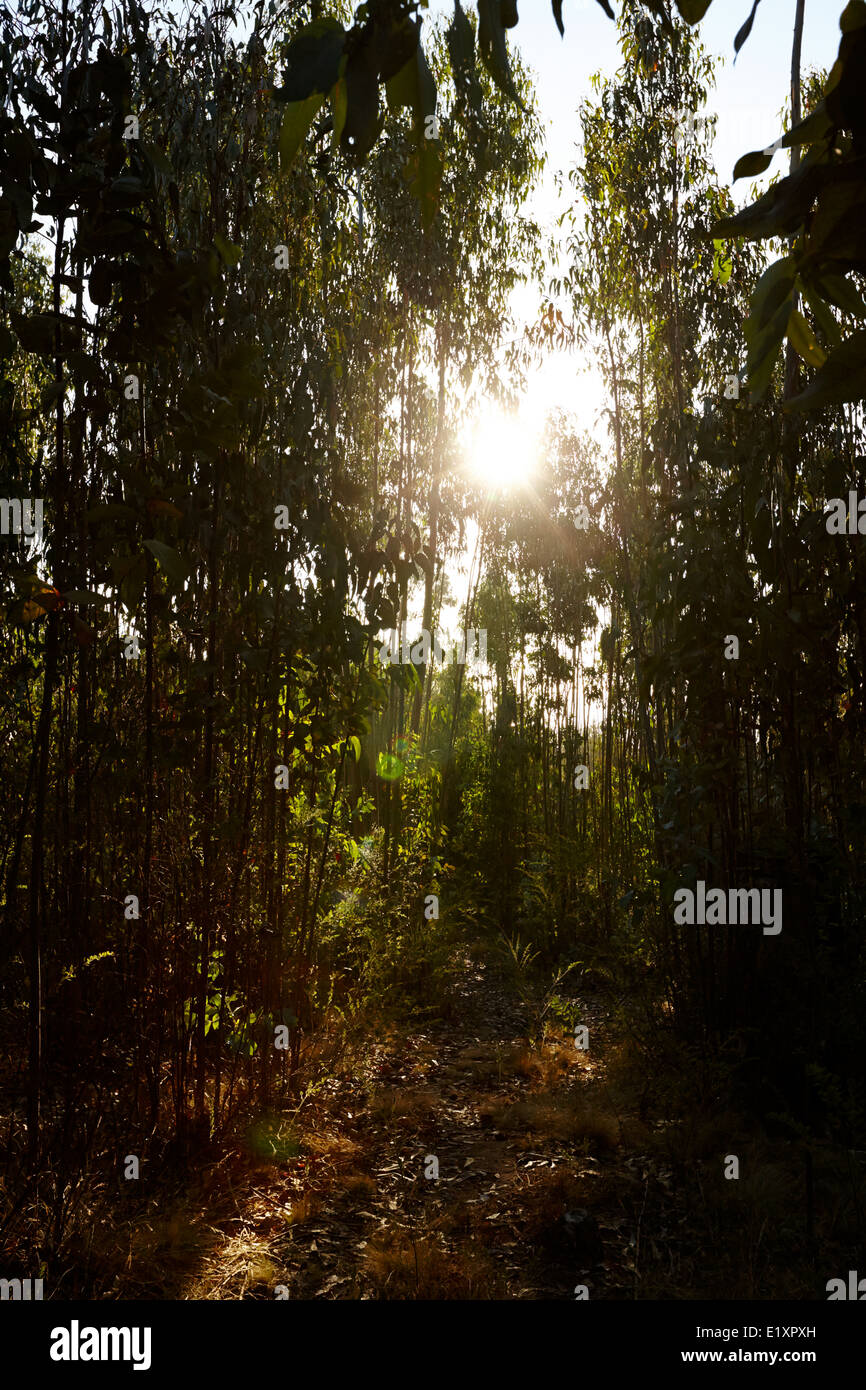 Coucher de soleil à travers la forêt d'eucalyptus los pellines chili Banque D'Images