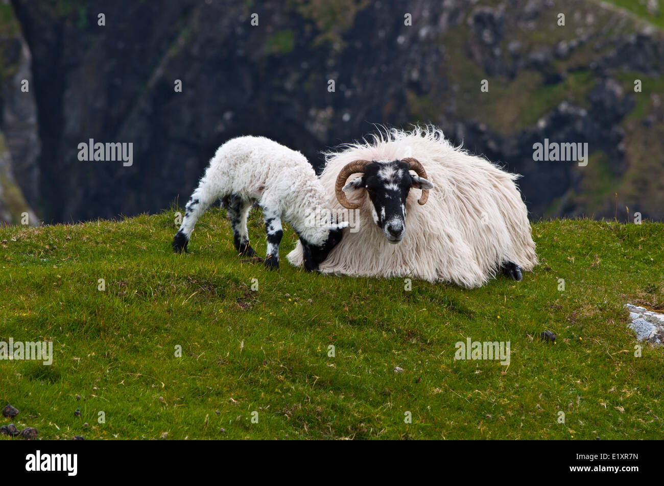 Les moutons irlandais face noire avec de l'agneau Banque D'Images