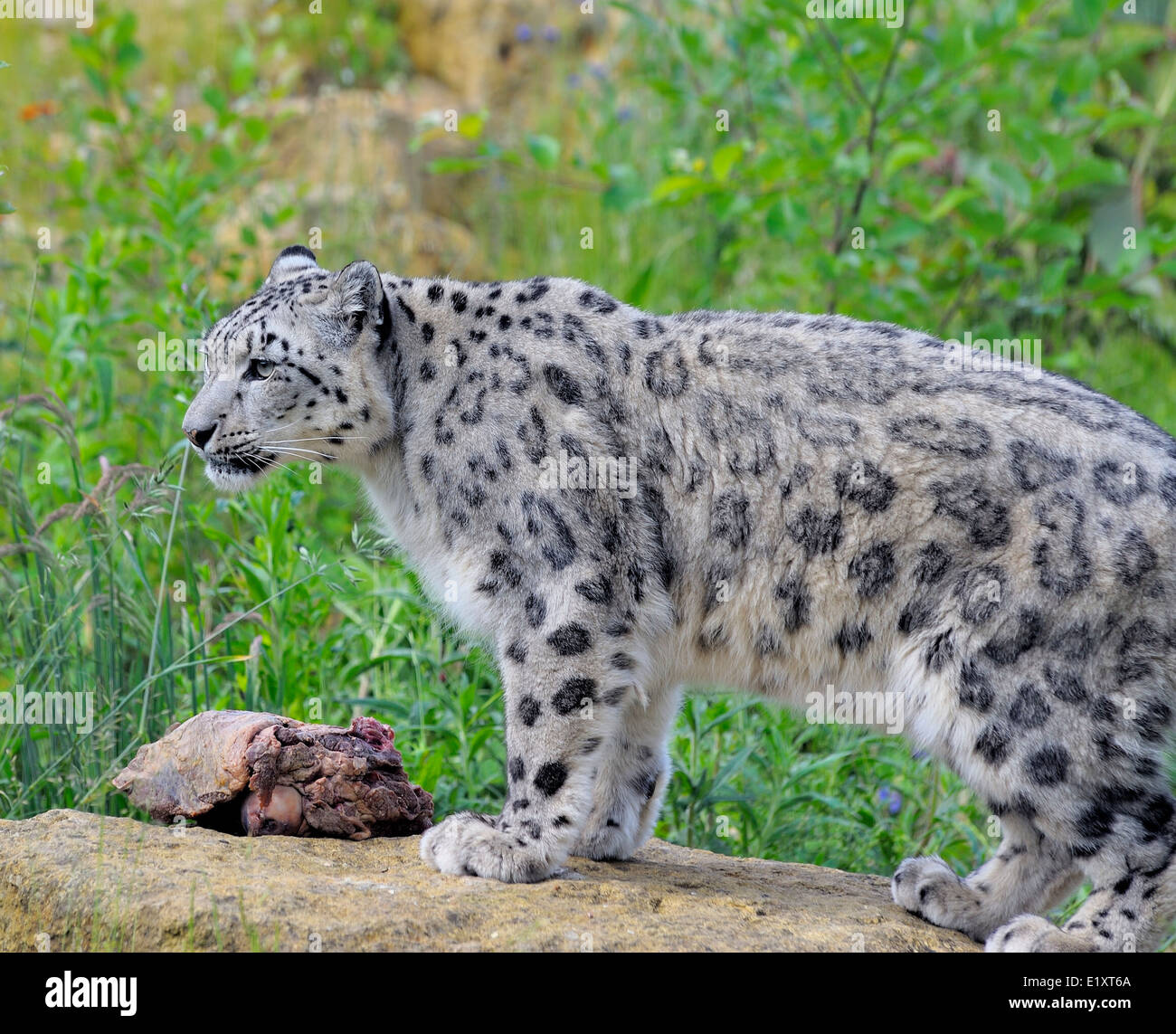 Snow Leopard au zoo de Twycross England UK Banque D'Images